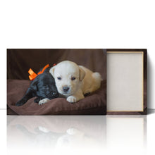 Load image into Gallery viewer, Cute Labrador Puppies Close Up