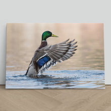 Load image into Gallery viewer, Mallard Duck in Water