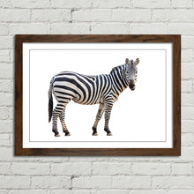 Load image into Gallery viewer, Zebra Staring Close Up