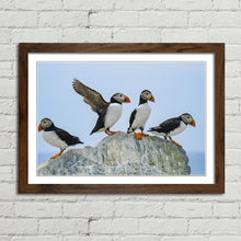 Load image into Gallery viewer, Atlantic Puffins on Rock