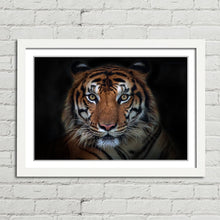 Load image into Gallery viewer, Sumatran Tiger Staring