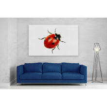 Load image into Gallery viewer, Ladybird Close Up Nature
