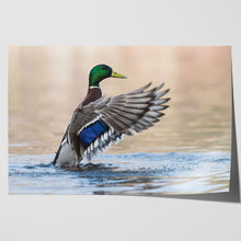 Load image into Gallery viewer, Mallard Duck in Water