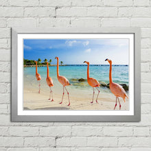 Load image into Gallery viewer, Flamingoes on Aruba Beach