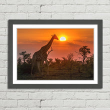 Load image into Gallery viewer, Giraffe in Kruger Park