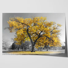 Load image into Gallery viewer, Large Tree with Yellow Leaves Central Park