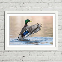 Load image into Gallery viewer, Mallard Duck in Water