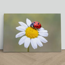 Load image into Gallery viewer, Ladybird on White Daisy Flower