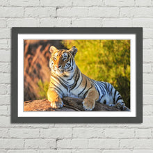 Load image into Gallery viewer, Tiger Big Cat Sitting