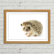 Load image into Gallery viewer, Hedgehog Close Up Selfie