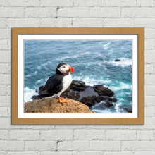 Load image into Gallery viewer, Atlantic Puffin on Cliff