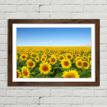 Load image into Gallery viewer, Yellow Sunflowers in Field
