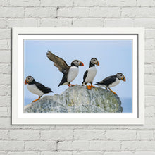 Load image into Gallery viewer, Atlantic Puffins on Rock