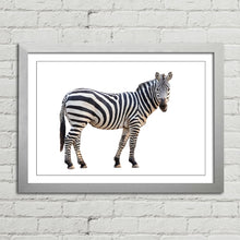 Load image into Gallery viewer, Zebra Staring Close Up