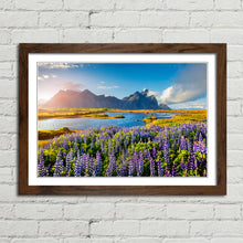 Load image into Gallery viewer, Flowers in Bloom at Stokksnes Iceland