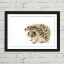 Load image into Gallery viewer, Hedgehog Close Up Selfie