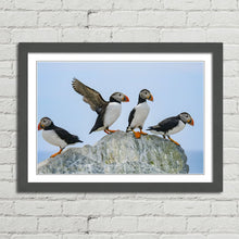 Load image into Gallery viewer, Atlantic Puffins on Rock