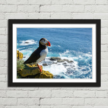 Load image into Gallery viewer, Puffin on Latrabjarg Cliff