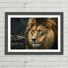 Load image into Gallery viewer, Lion Staring Portrait