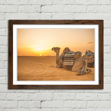 Load image into Gallery viewer, Camel in Sahara Desert at Sunset