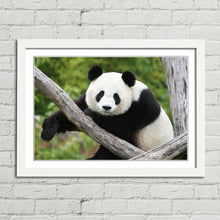 Load image into Gallery viewer, Giant Panda Bear China