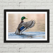 Load image into Gallery viewer, Mallard Duck in Water
