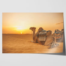 Load image into Gallery viewer, Camel in Sahara Desert at Sunset