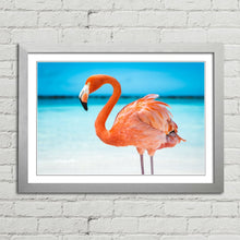 Load image into Gallery viewer, Pretty Pink Aruba Flamingo