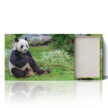 Load image into Gallery viewer, Giant Panda in China