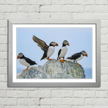 Load image into Gallery viewer, Atlantic Puffins on Rock