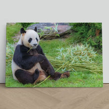 Load image into Gallery viewer, Giant Panda in China