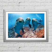 Load image into Gallery viewer, Cute Dolphins Underwater