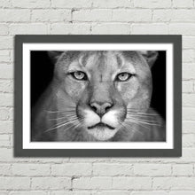 Load image into Gallery viewer, Puma Wild Cat