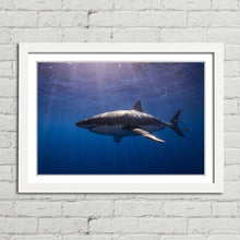 Load image into Gallery viewer, Cage Diving Great White Shark
