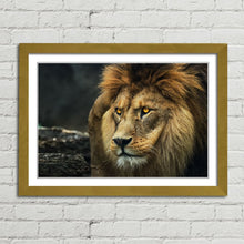 Load image into Gallery viewer, Lion Staring Portrait