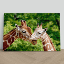 Load image into Gallery viewer, Giraffes Close Up