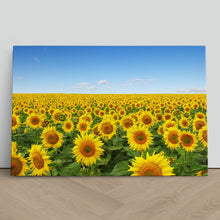Load image into Gallery viewer, Yellow Sunflowers in Field