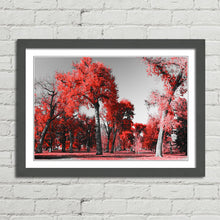 Load image into Gallery viewer, Red Trees in Central Park New York
