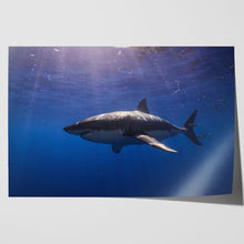 Load image into Gallery viewer, Cage Diving Great White Shark