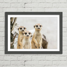 Load image into Gallery viewer, Meerkats Group Cute