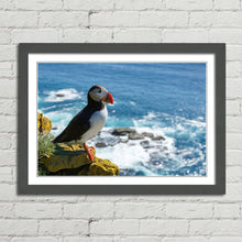 Load image into Gallery viewer, Puffin on Latrabjarg Cliff