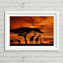 Load image into Gallery viewer, Giraffe Herd at Sunset