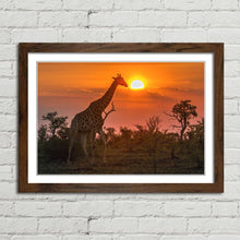 Load image into Gallery viewer, Giraffe in Kruger Park