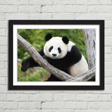 Load image into Gallery viewer, Giant Panda Bear China