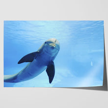 Load image into Gallery viewer, Cute Dolphin Staring