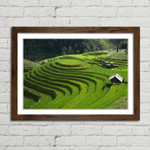 Load image into Gallery viewer, Rice Field Terrace Vietnam
