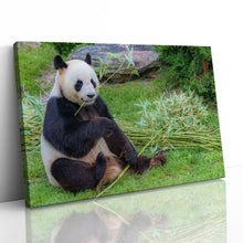 Load image into Gallery viewer, Giant Panda in China