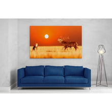 Load image into Gallery viewer, Red Deer Stag at Sunset