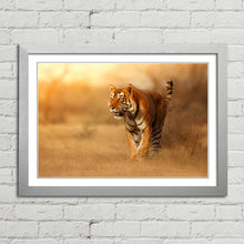 Load image into Gallery viewer, Male Tiger in India
