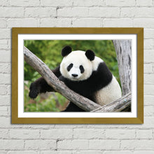 Load image into Gallery viewer, Giant Panda Bear China
